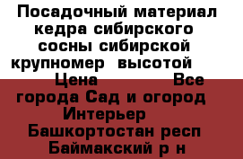 Посадочный материал кедра сибирского (сосны сибирской) крупномер, высотой 3-3.5  › Цена ­ 19 800 - Все города Сад и огород » Интерьер   . Башкортостан респ.,Баймакский р-н